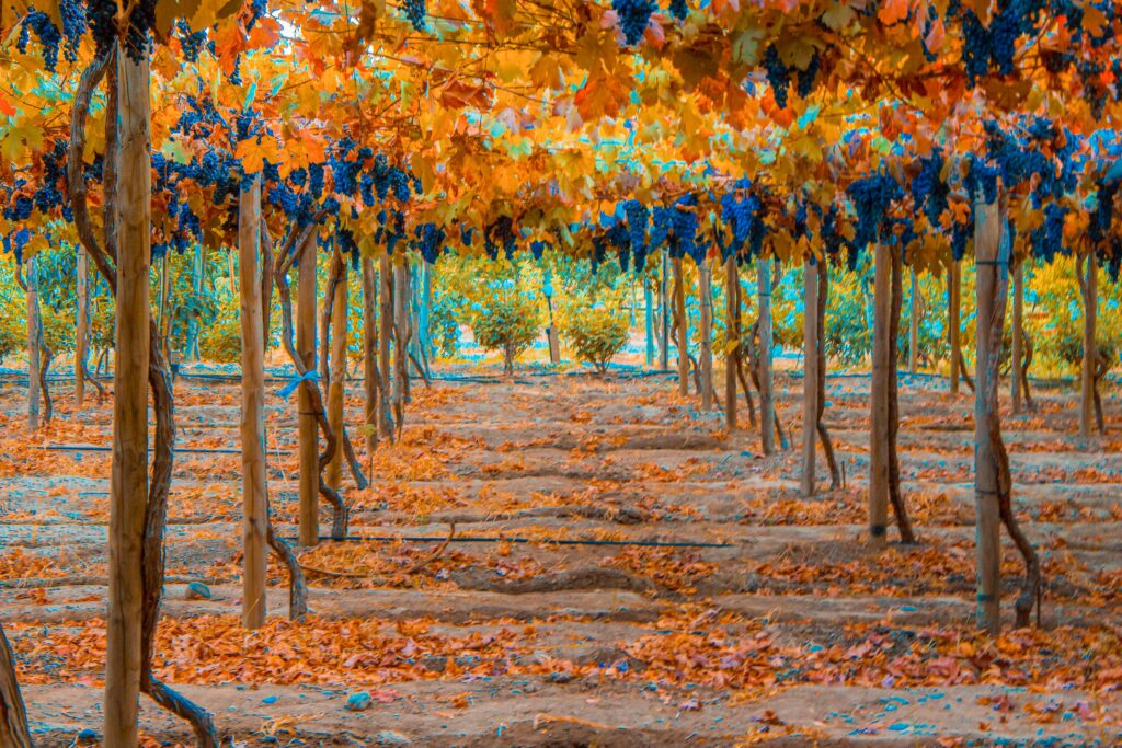 Viña Santa Cruz Colchagua